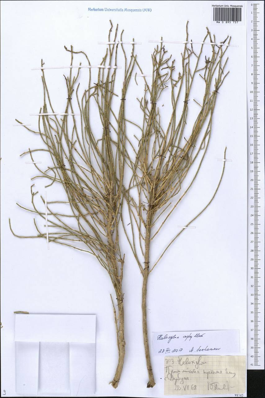 Саксаул корень