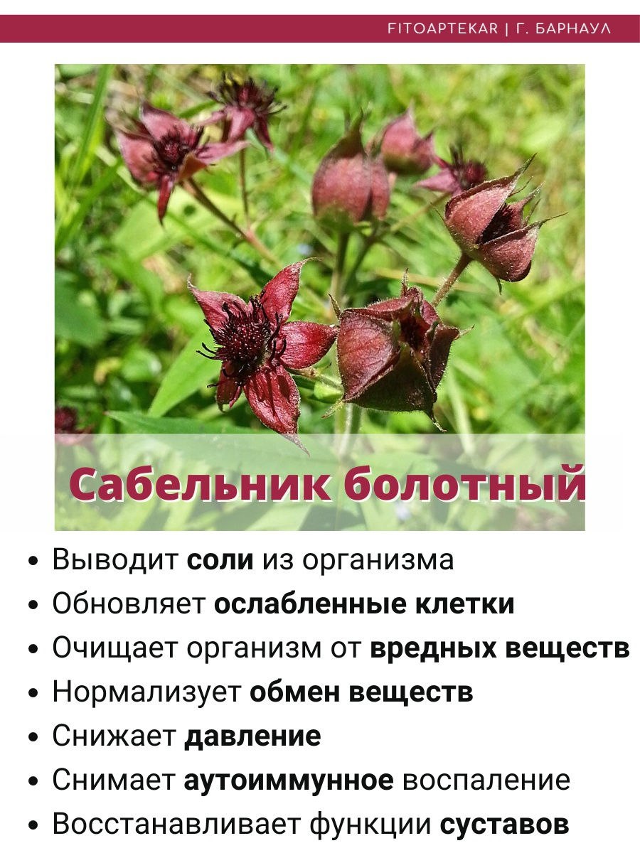 Красный корень растение