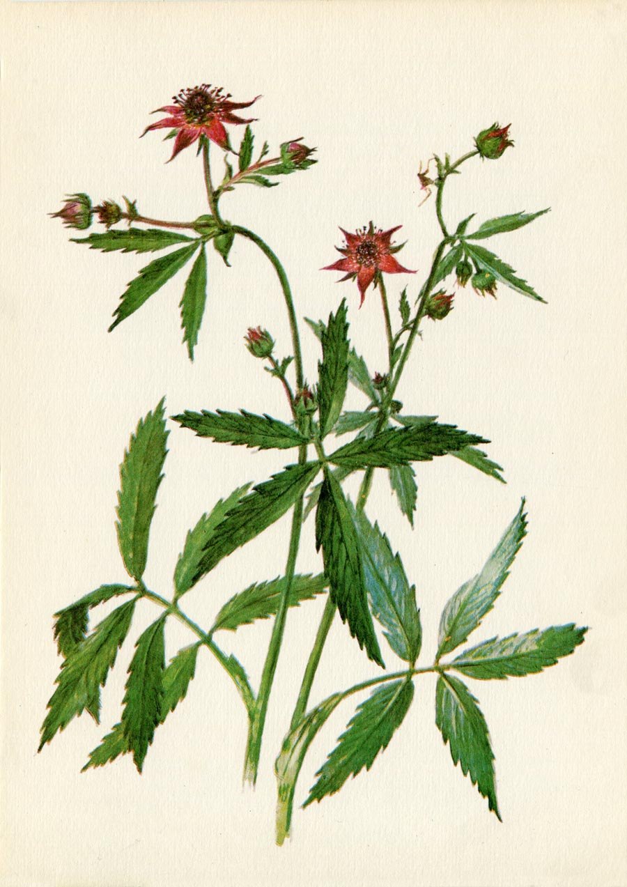 Сабельник болотный экологическая группа