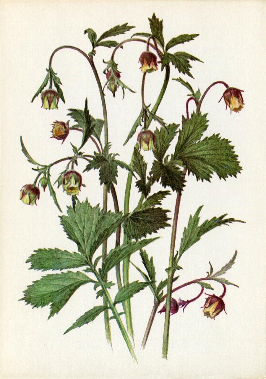 Гравилат Алеппский (Geum aleppicum