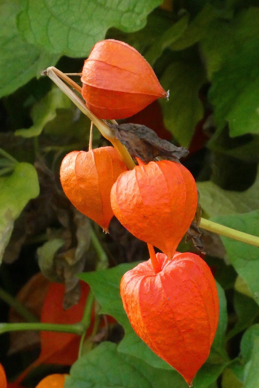 Physalis alkekengi (физалис)
