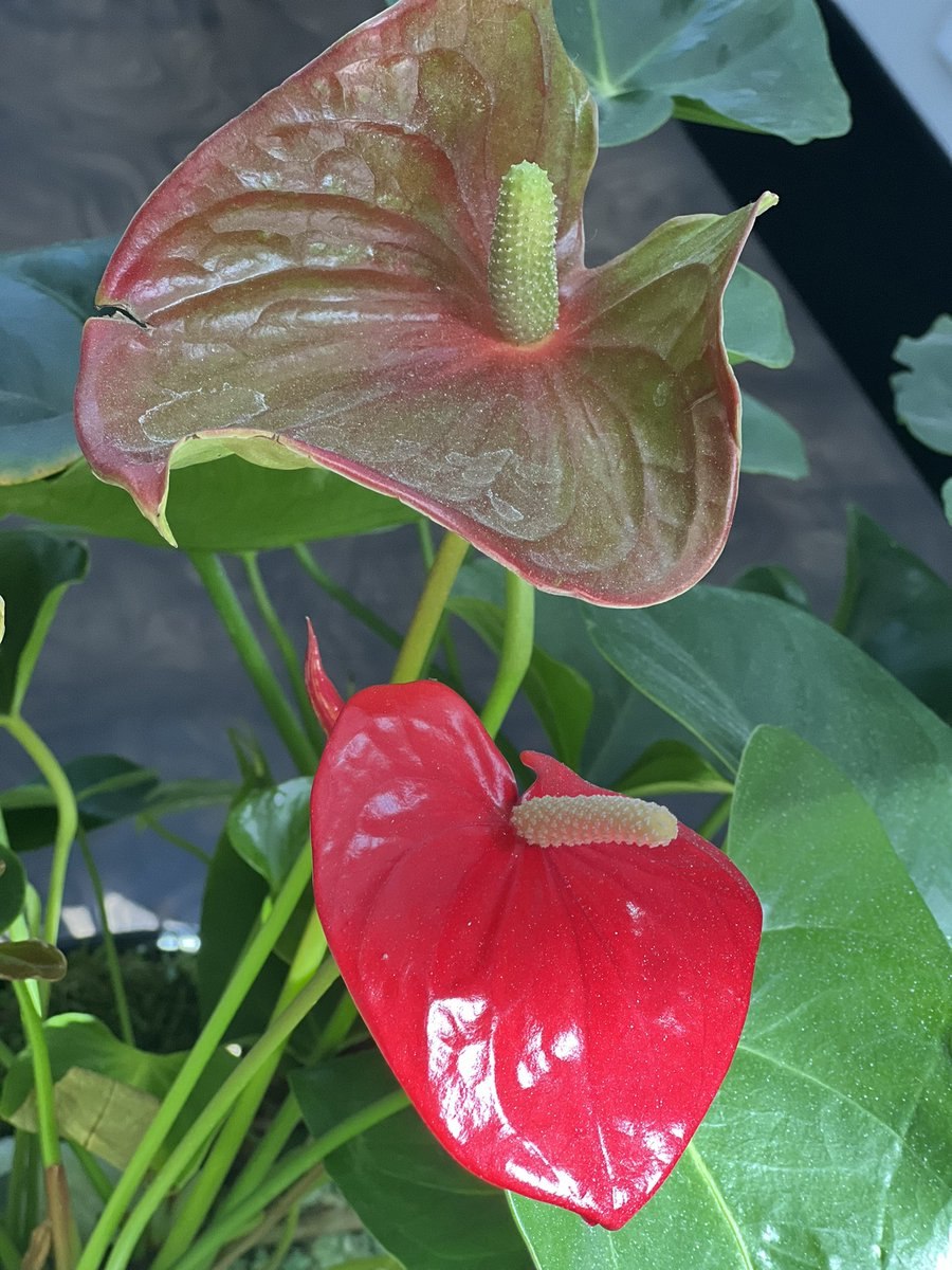 Антуриум голубой