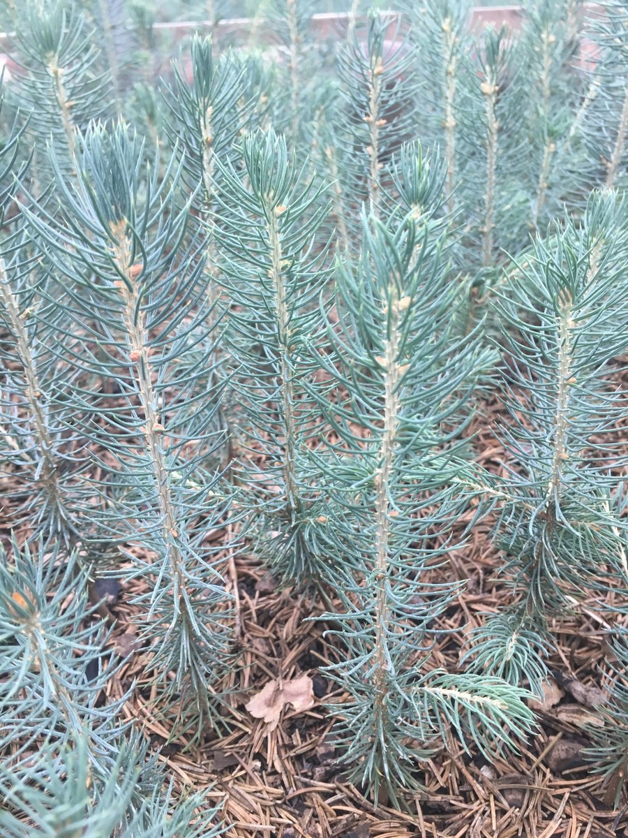 Ель Picea pungens