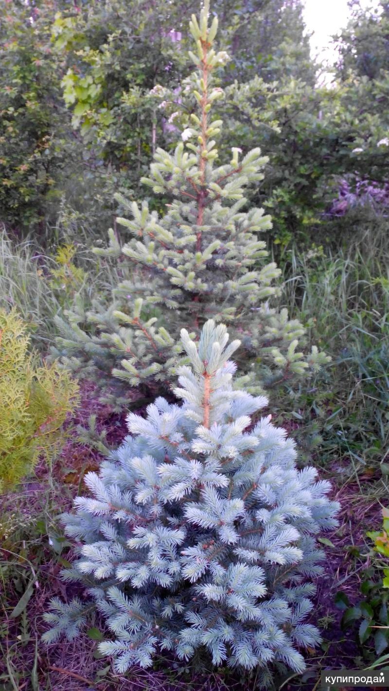Голубая ель саженцы