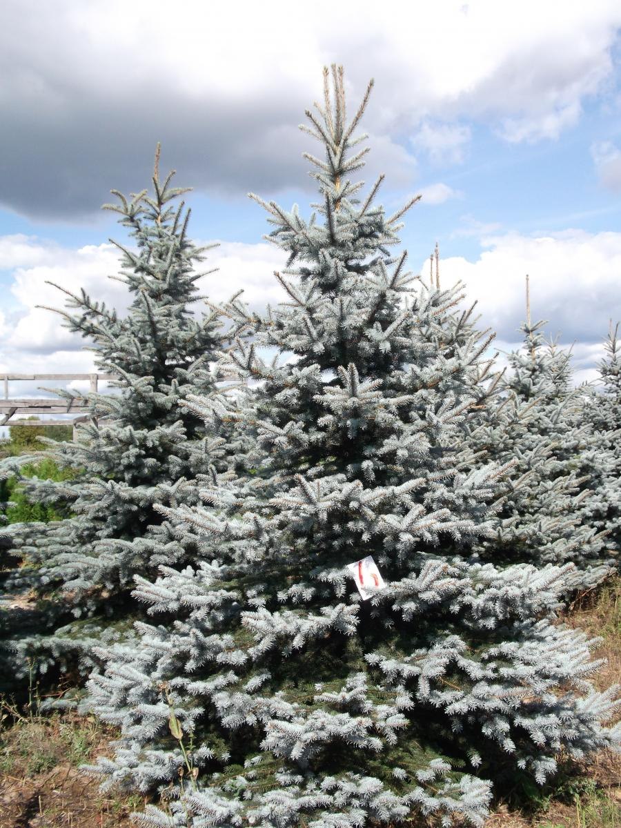 Ель колючая Мисти Блю