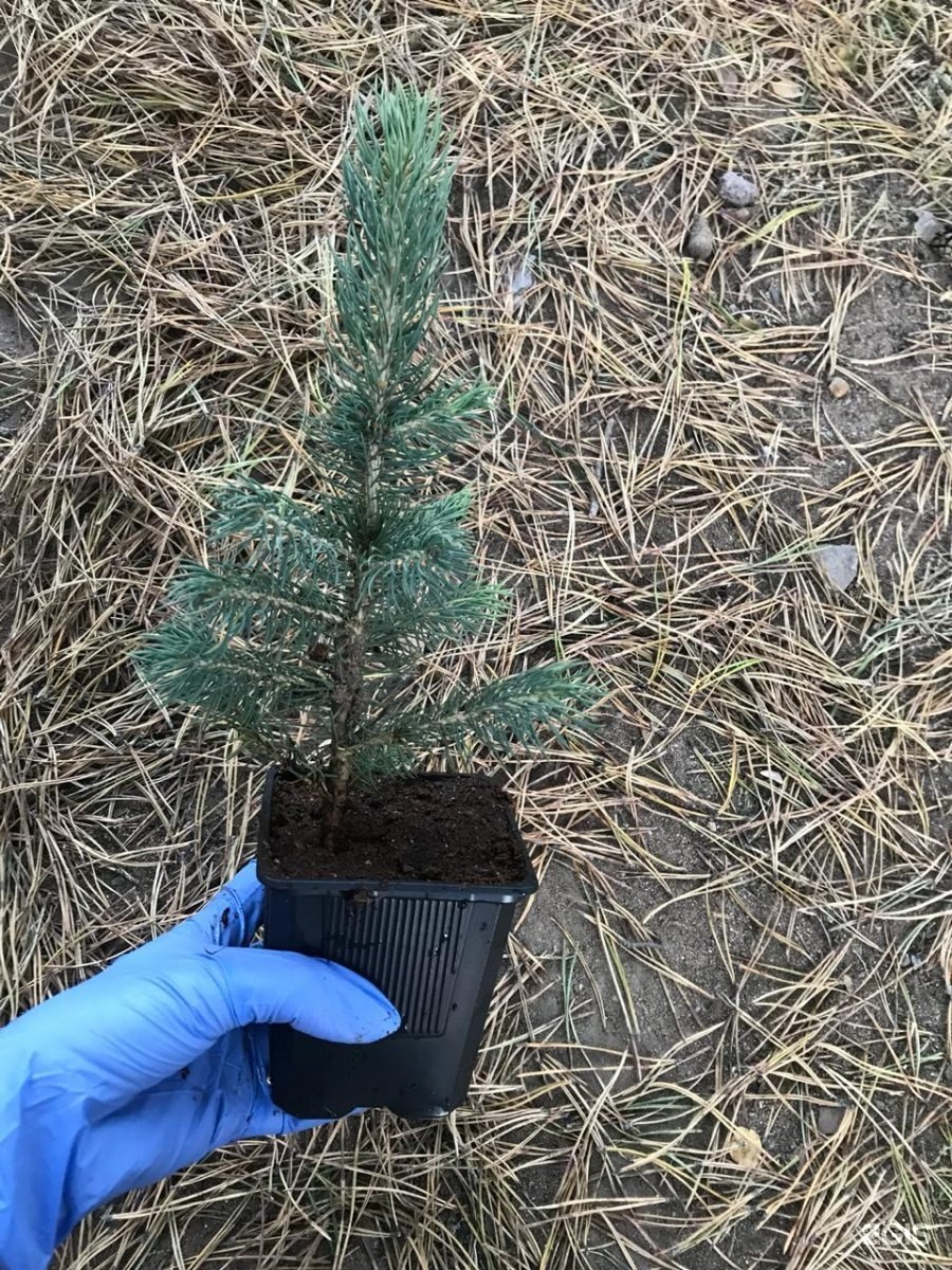 Ель compacta штамб