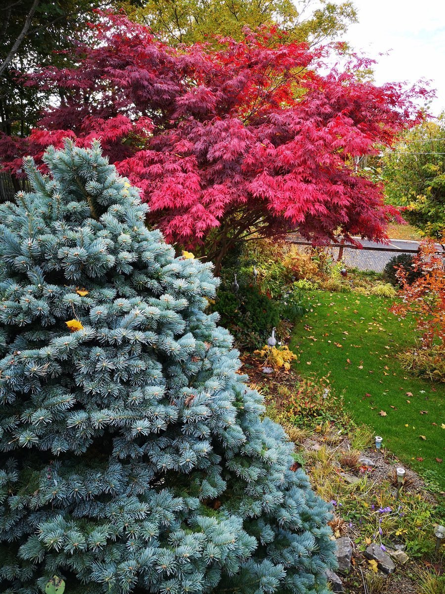 Высадка туи Смарагд