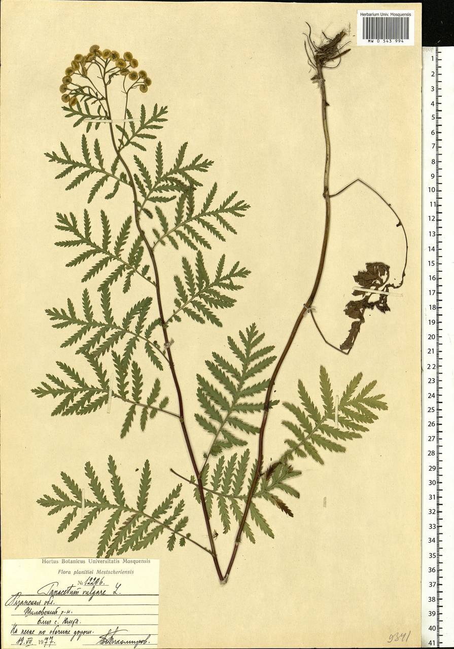 Соцветие тысячелистник пижма