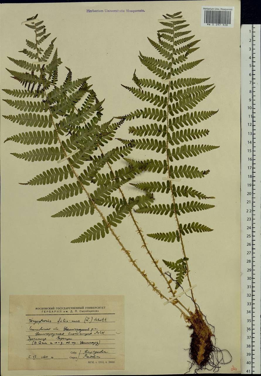 Папоротник Дриоптерис