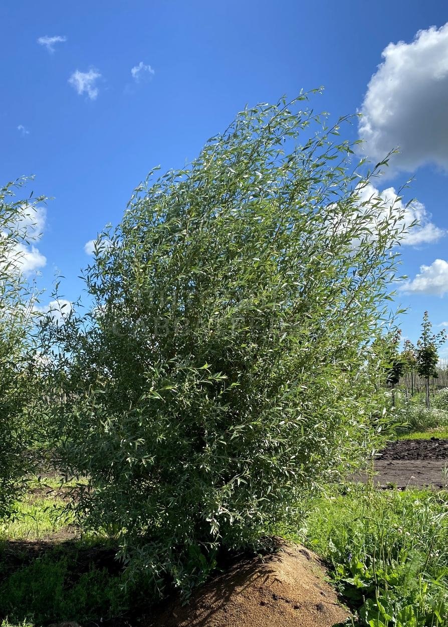 Ива росистая Рорида