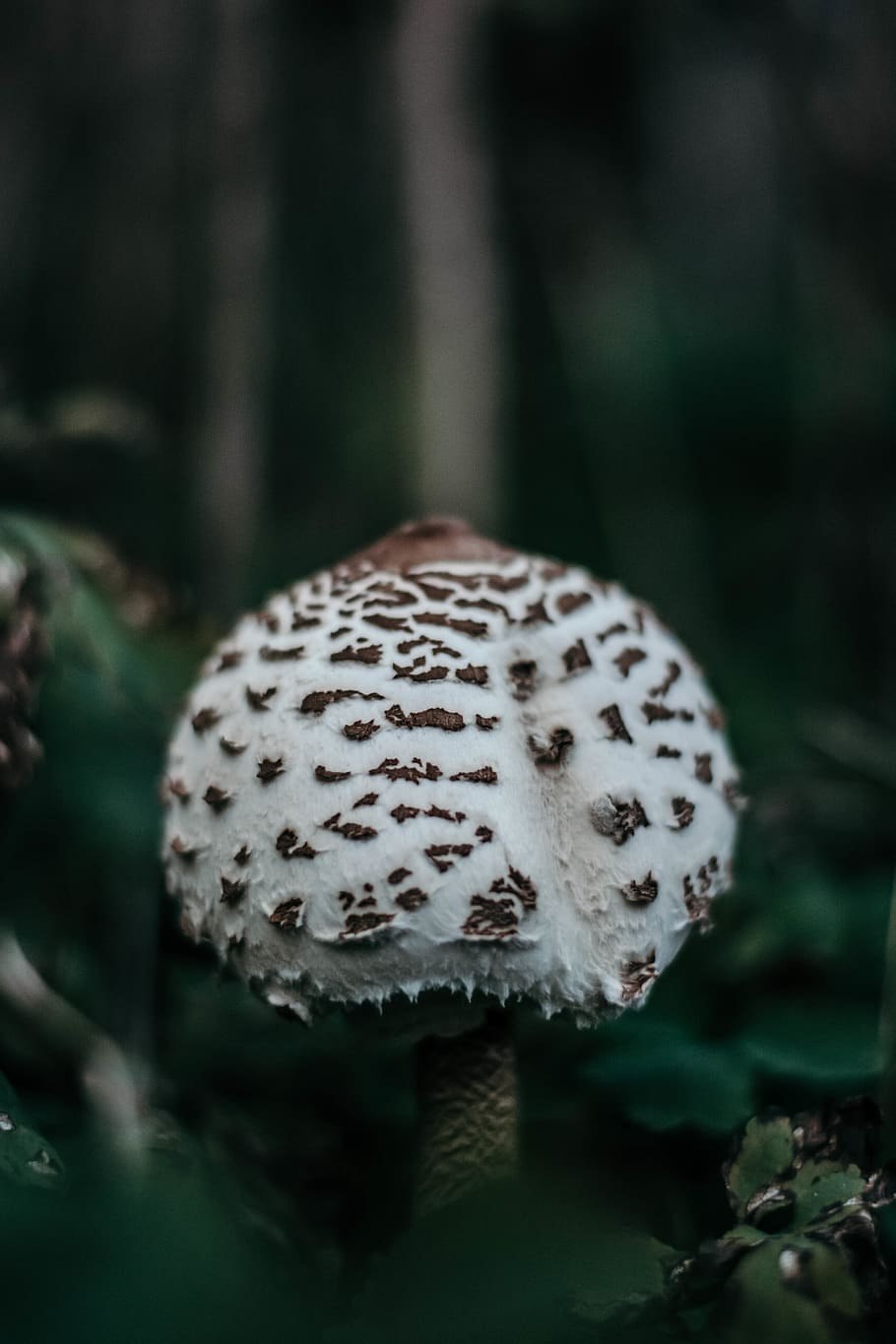 Решёточник красный гриб