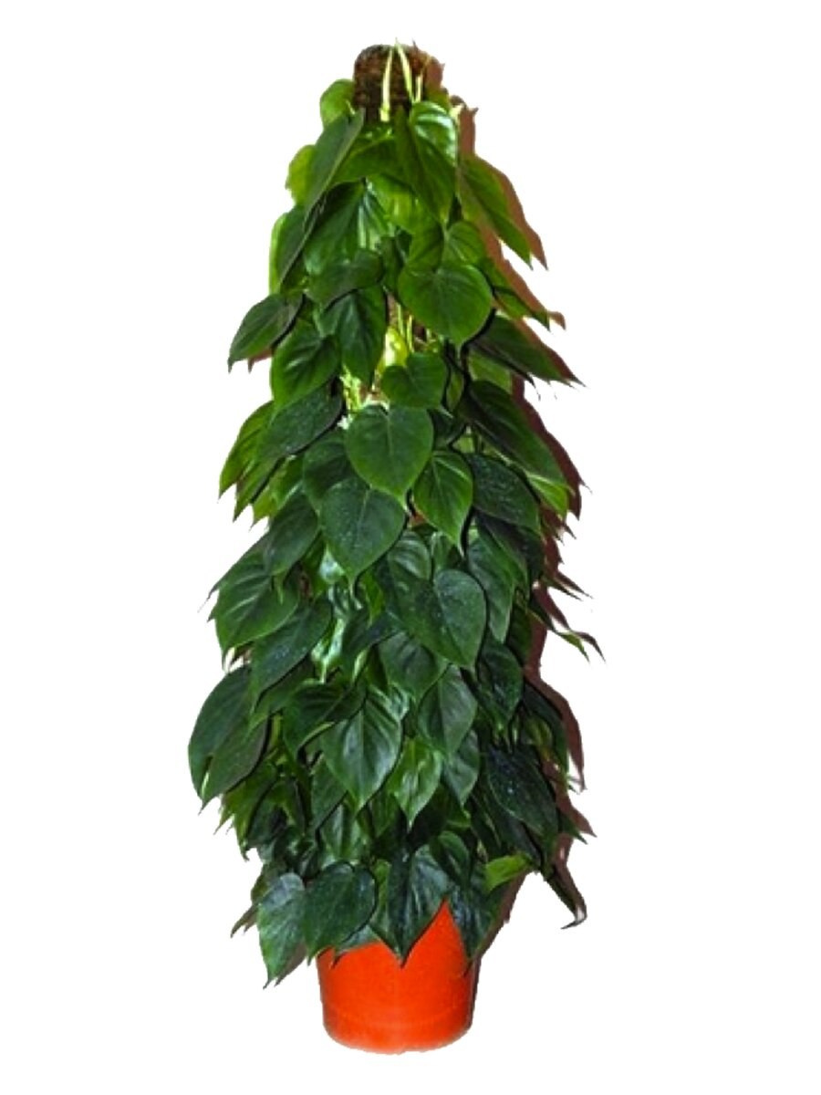 Филодендрон неон лайм