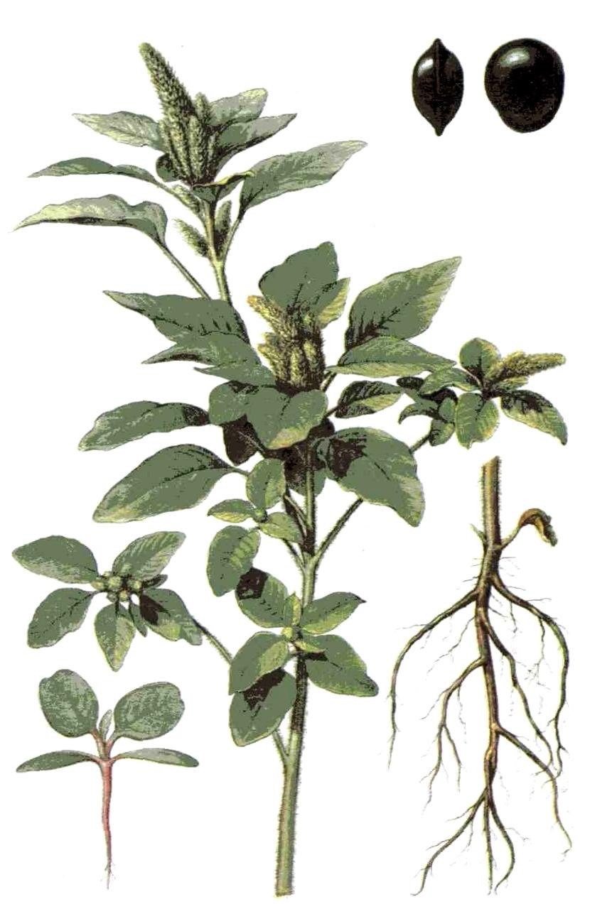 Щирица запрокинутая Amaranthus retroflexus