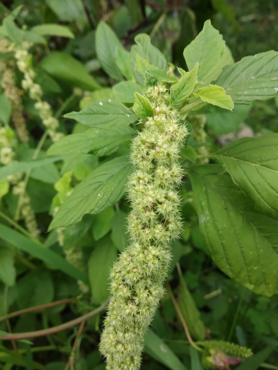 Амарант щирица запрокинутая