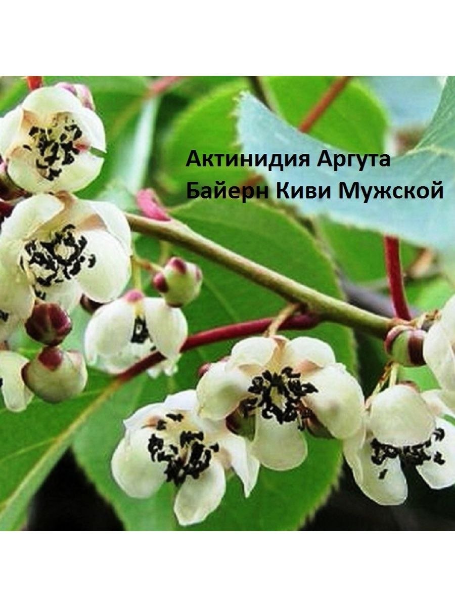 Актинидия аргута Ананасная (Ananasnaya)