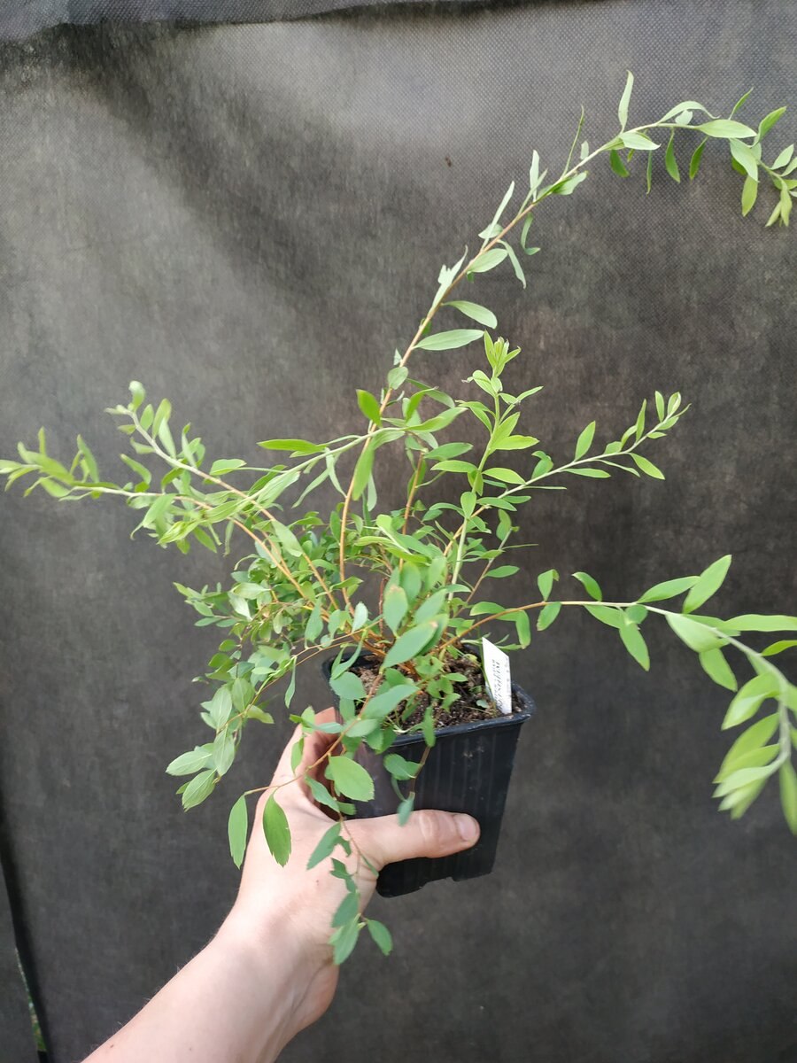 Спирея японская размножение отводками