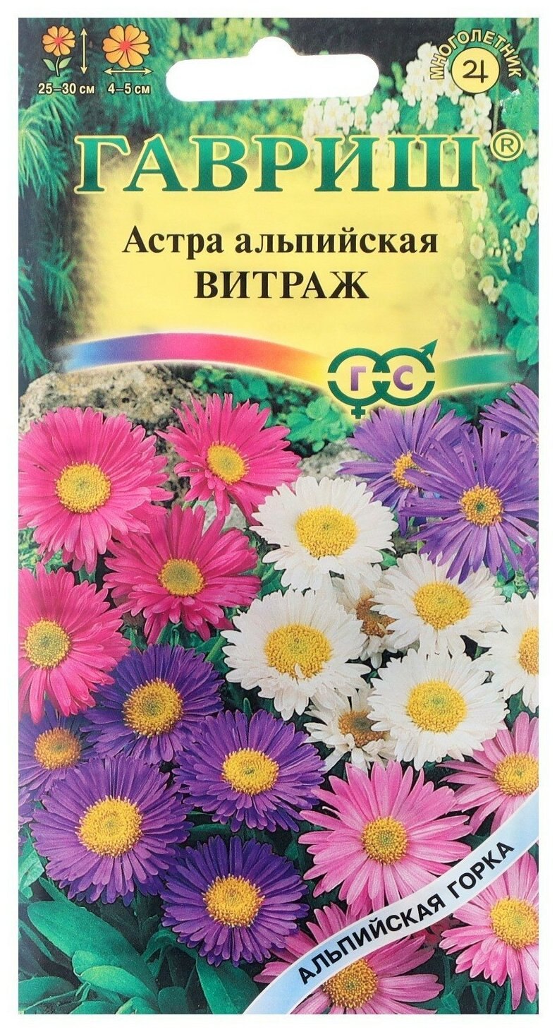 Астра альпийская дарк бьюти