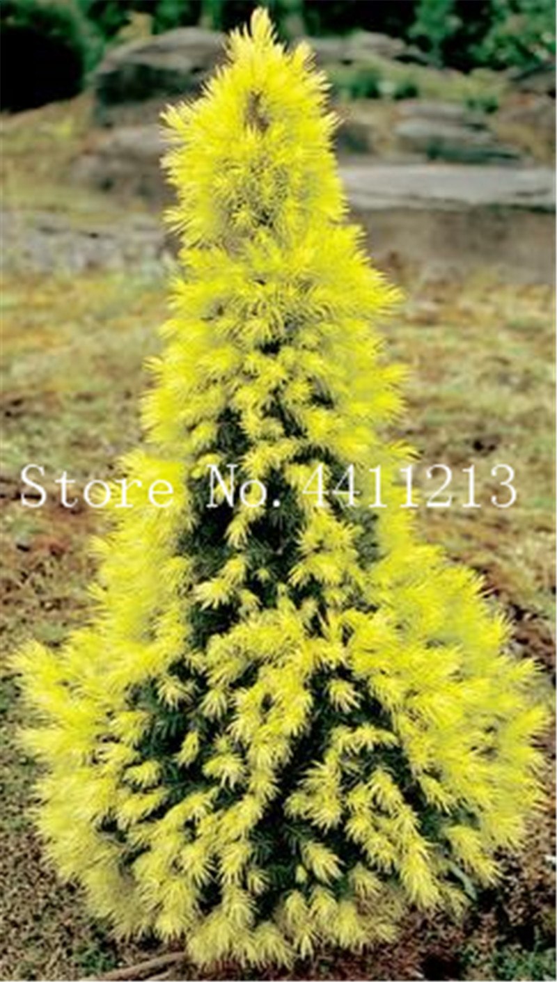 Ель сизая Дейзи Уайт