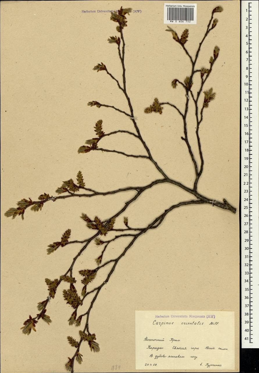 Дерево бук Лесной кора