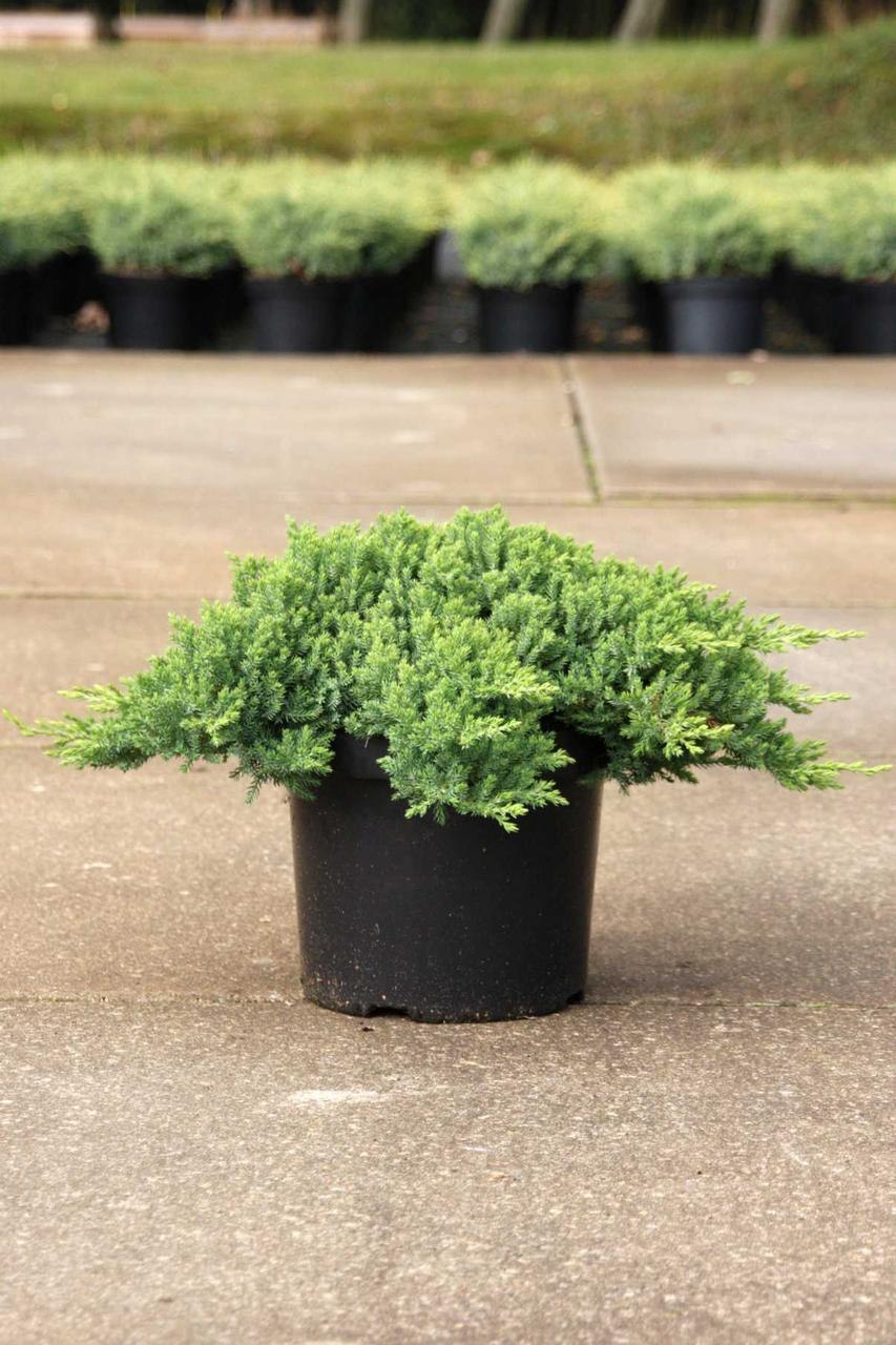 Можжевельник горизонтальный Кишиогима