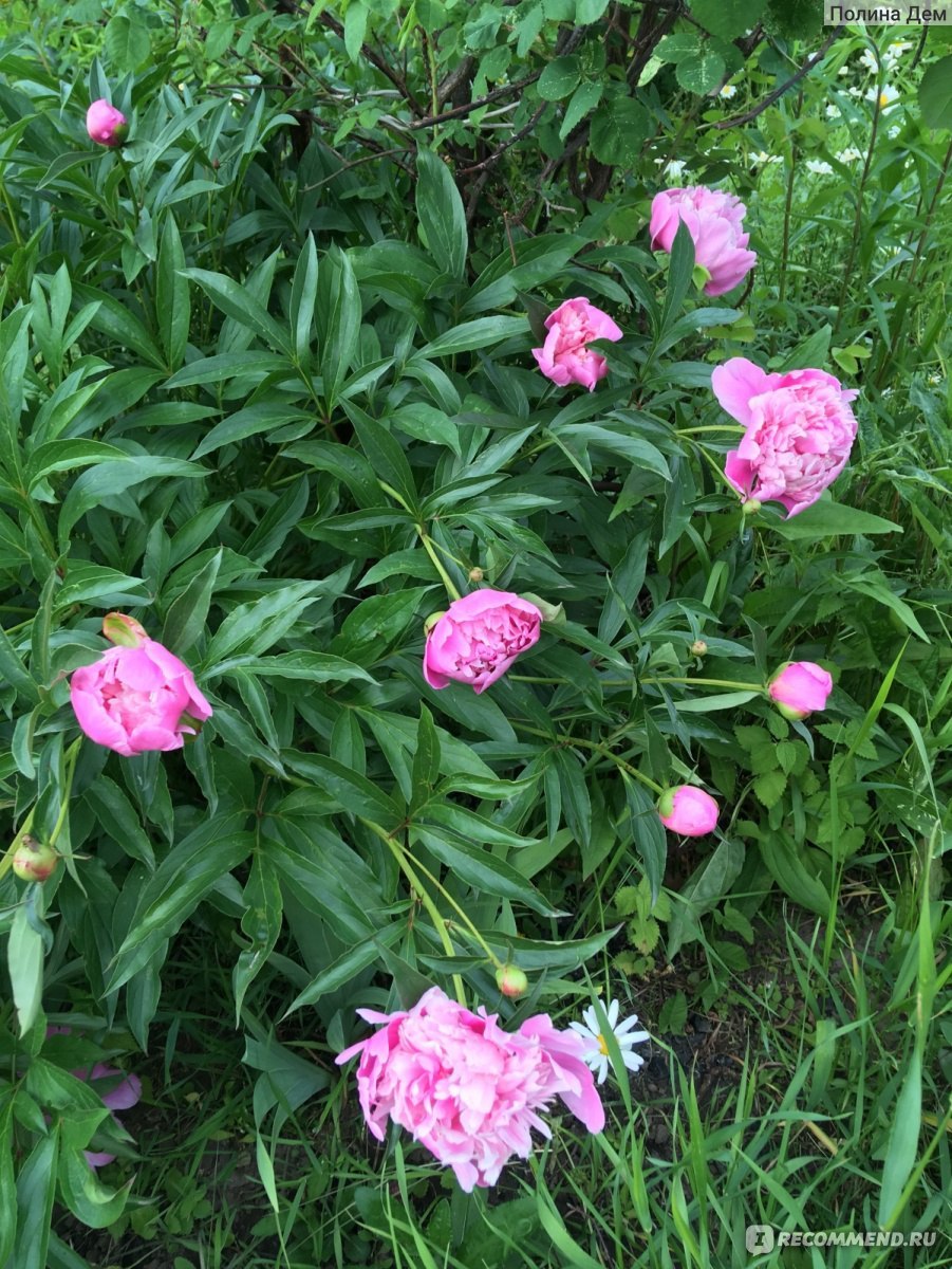 Пион сонома Хало