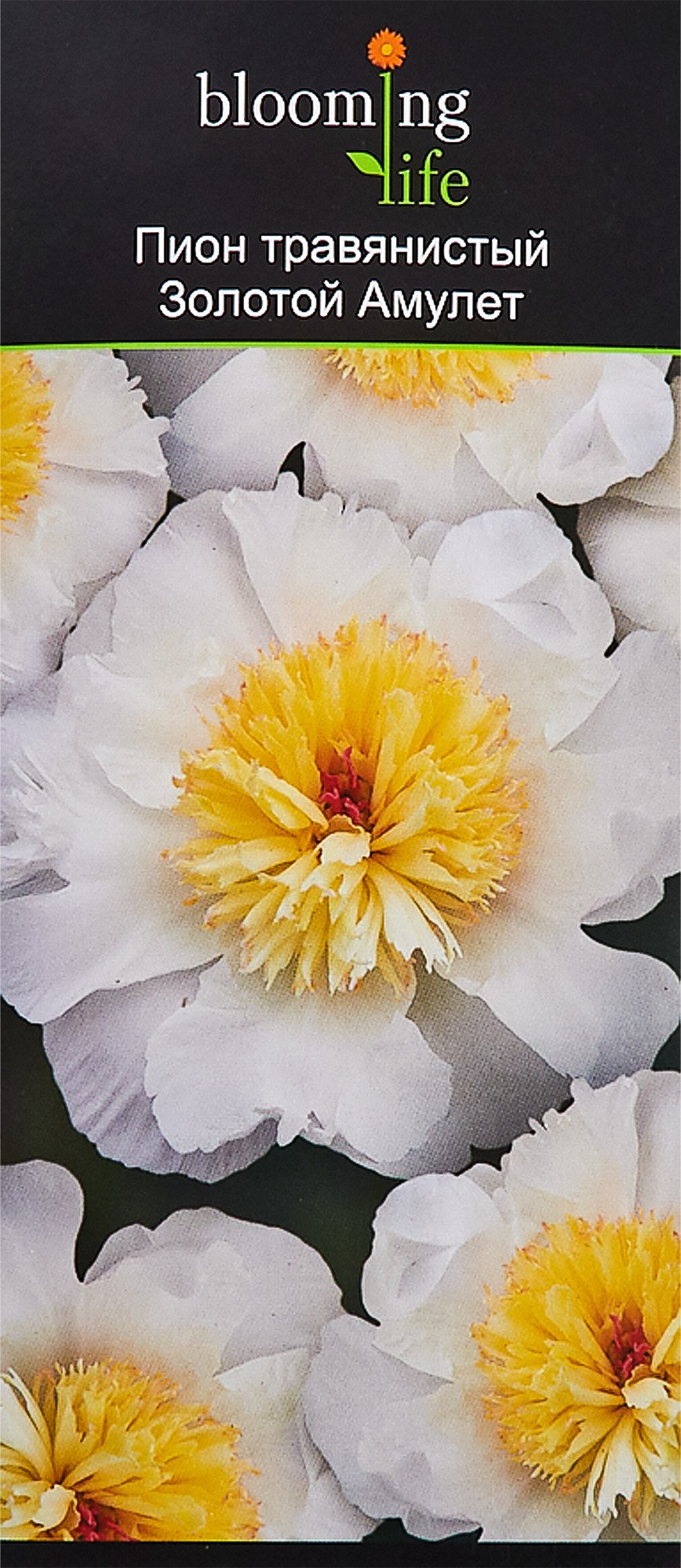 Пион Йеллоу Берд