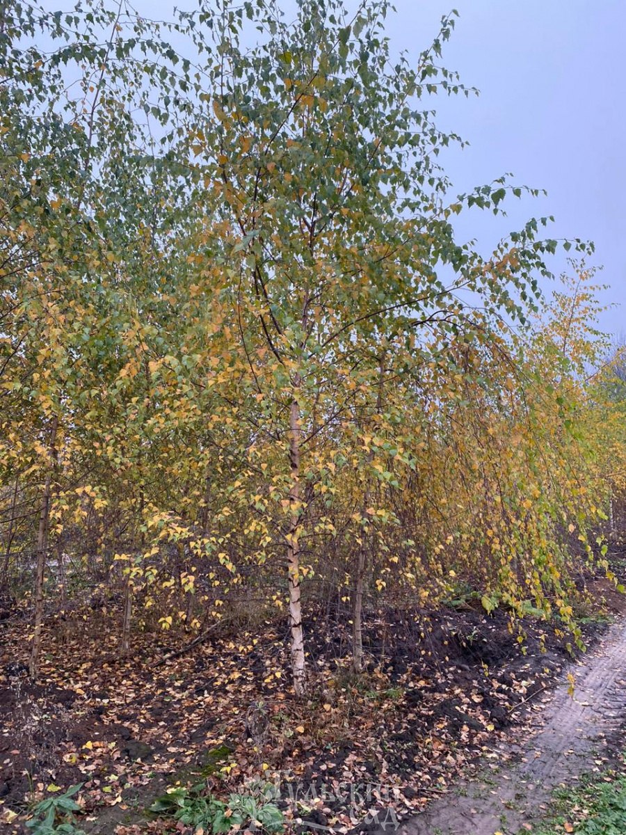 Береза бородавчатая береза повислая