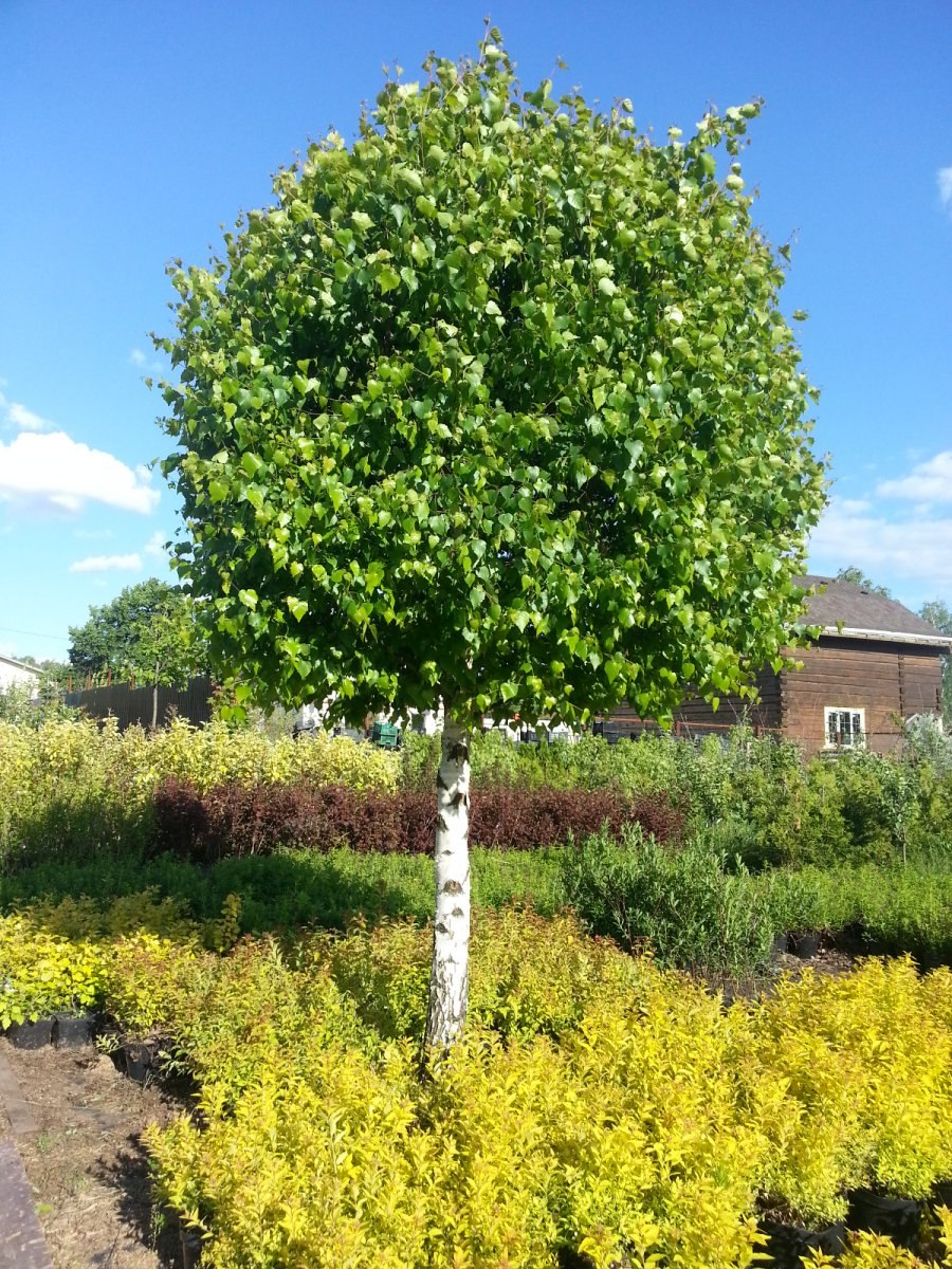 Betula albosinensis