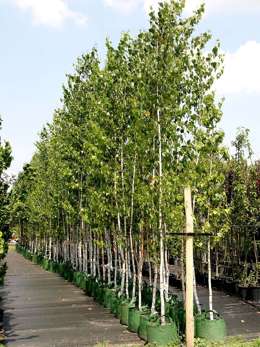 Береза полезная Жакмана Betula utilis var. Jacquemontii