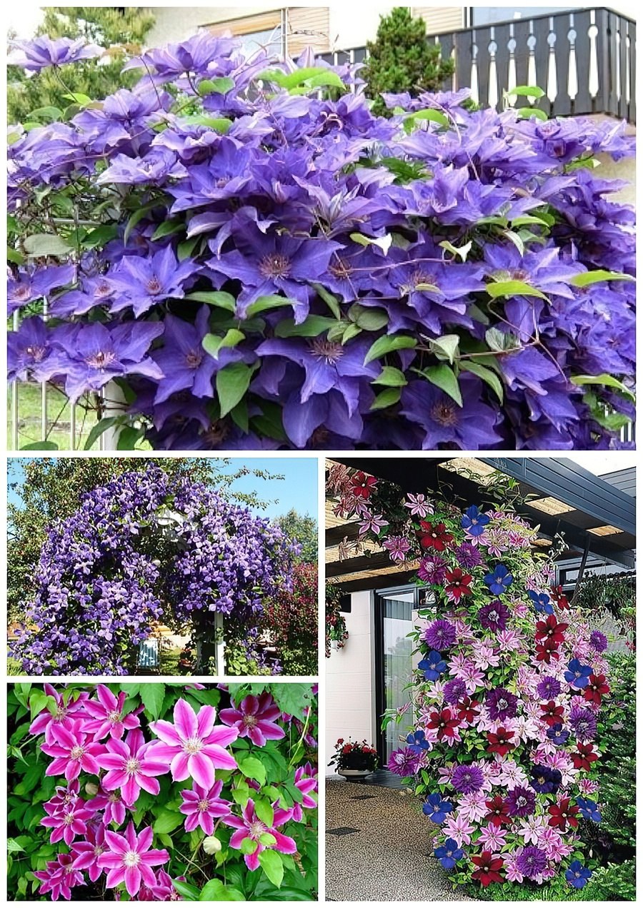 Клематис штамбовый