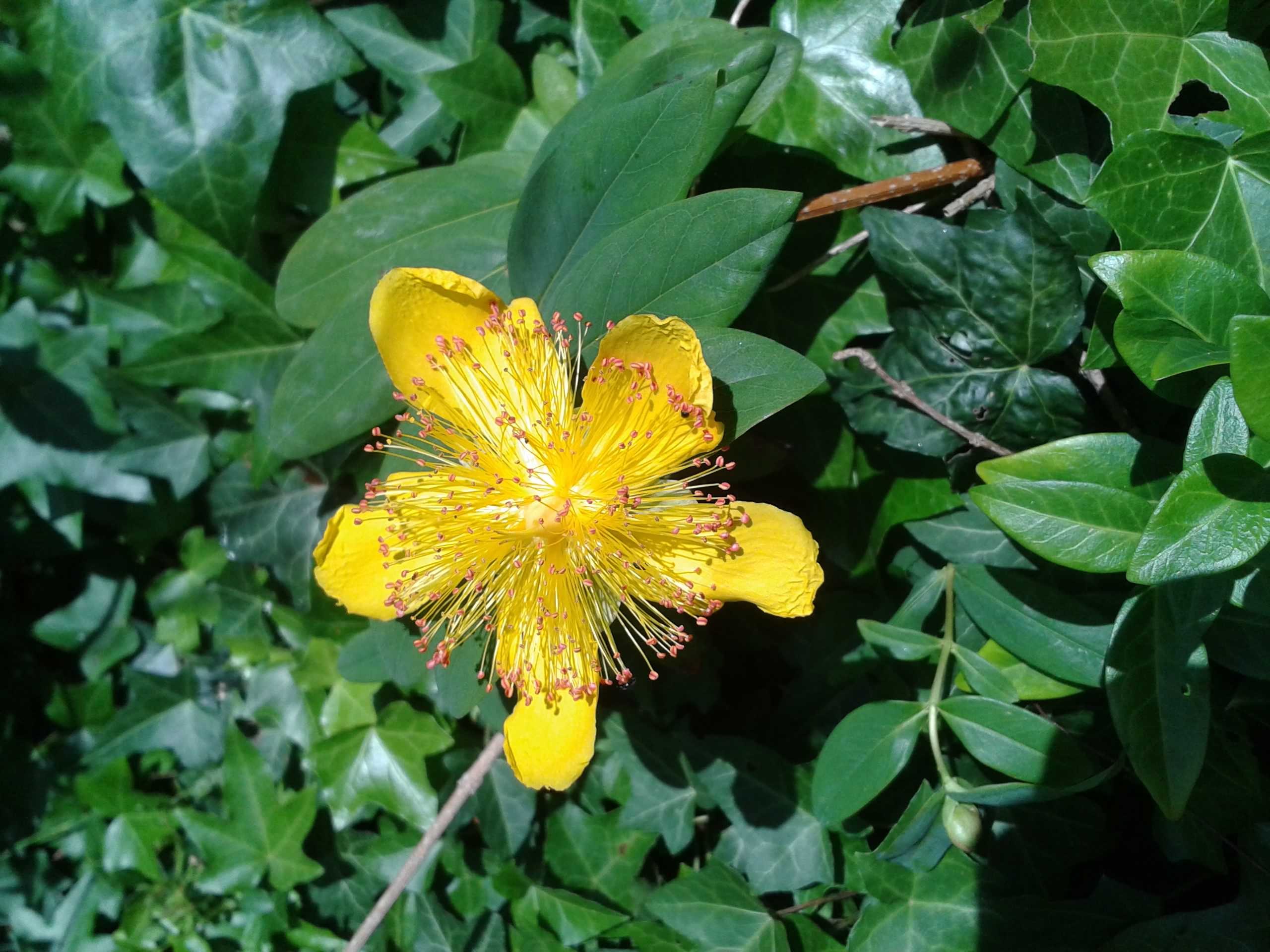 Плоды зверобоя. Зверобой Hypericum calycinum. Зверобой чашечковидный Tricolor. Зверобой продырявленный кустарник. Зверобой канадский кустарниковый.