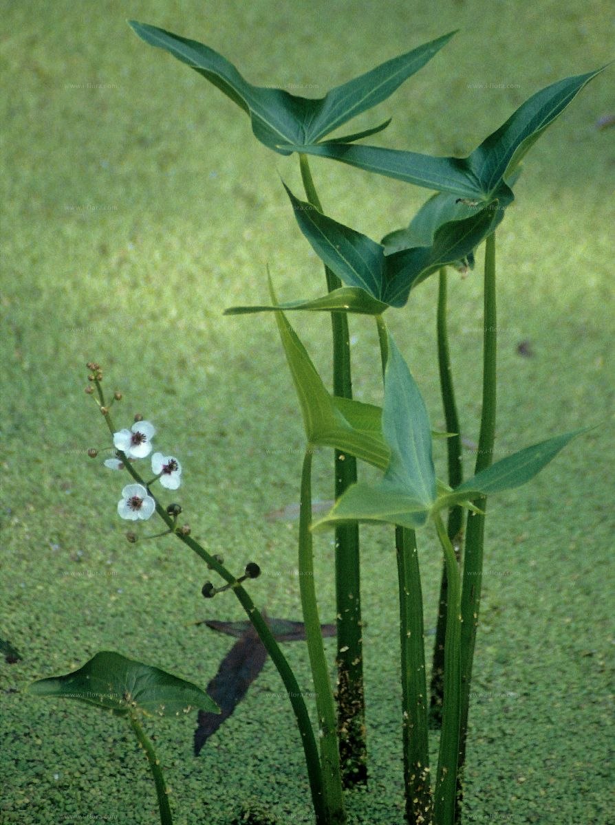 Стрелолист обыкновенный клубни