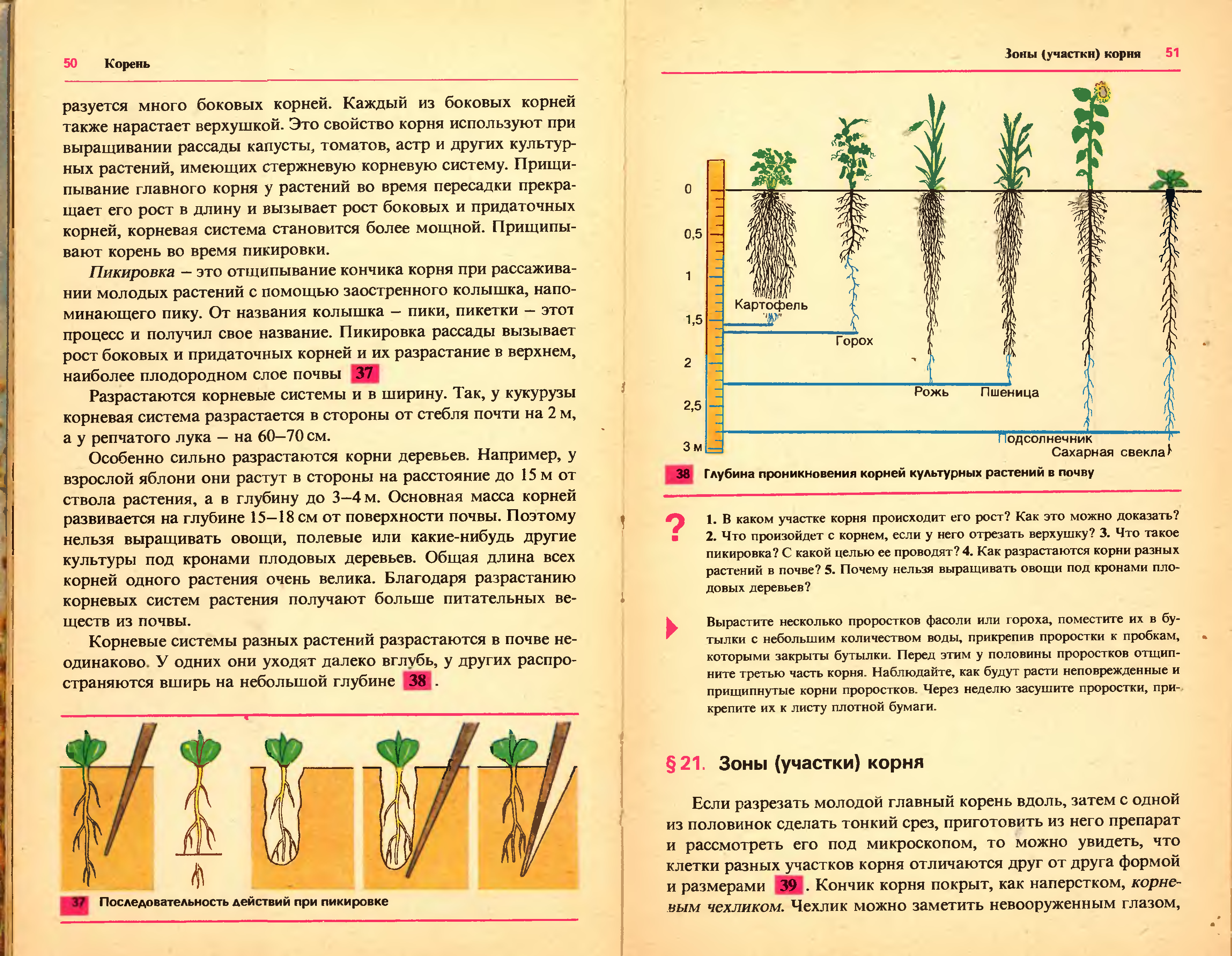 Процессы роста корня. Пикировка корня. Пикировка главного корня. Формирование корневой системы. Развитие корневой системы растений.