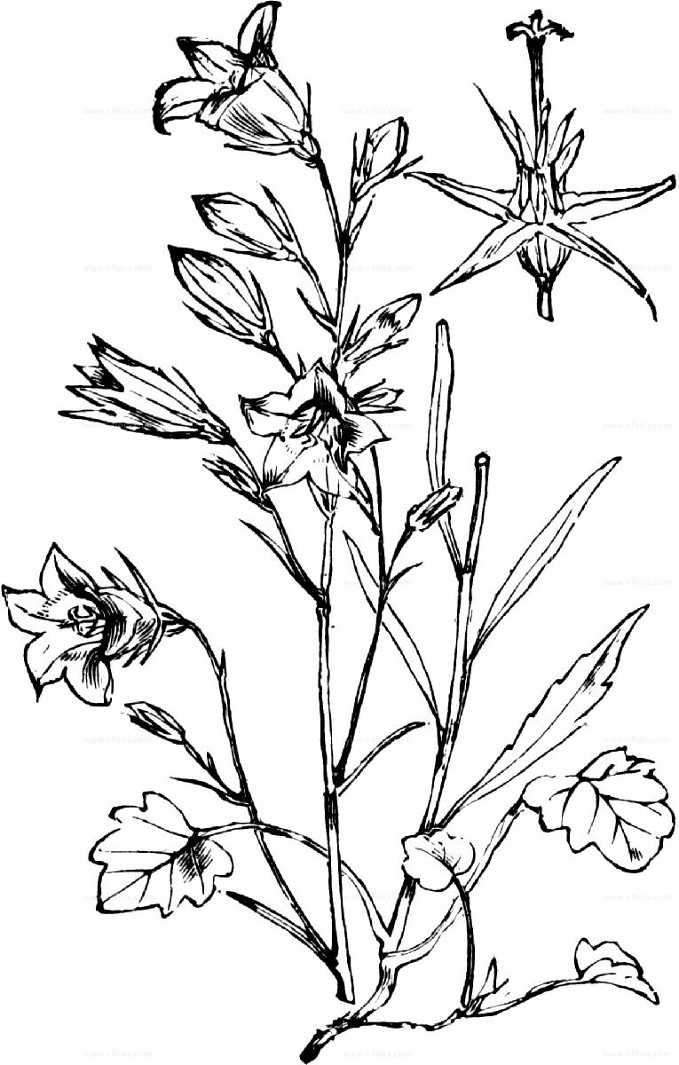 Колокольчик широколистный размножение