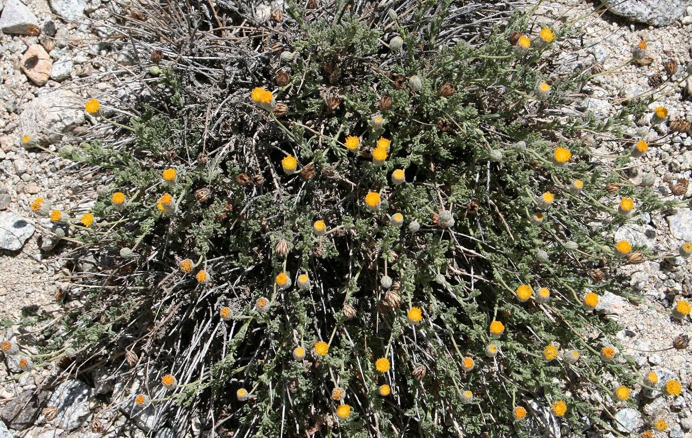 Таджикские цветы. Жёлтой гармала. Лечебные травы Таджикистана ферула. Рошак трава Таджикистане. Гармала обыкновенная растения.