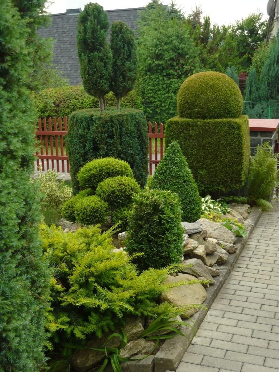 Тисс ягодный в ландшафтном дизайне композиций