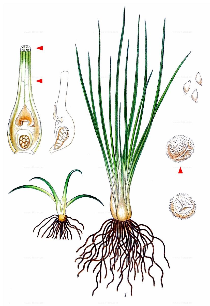 Полушник Озёрный