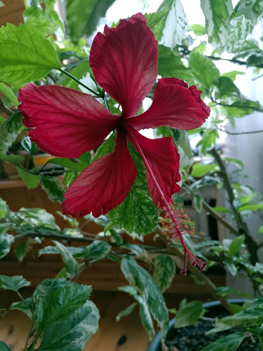 Гибискус комнатный пестролистный