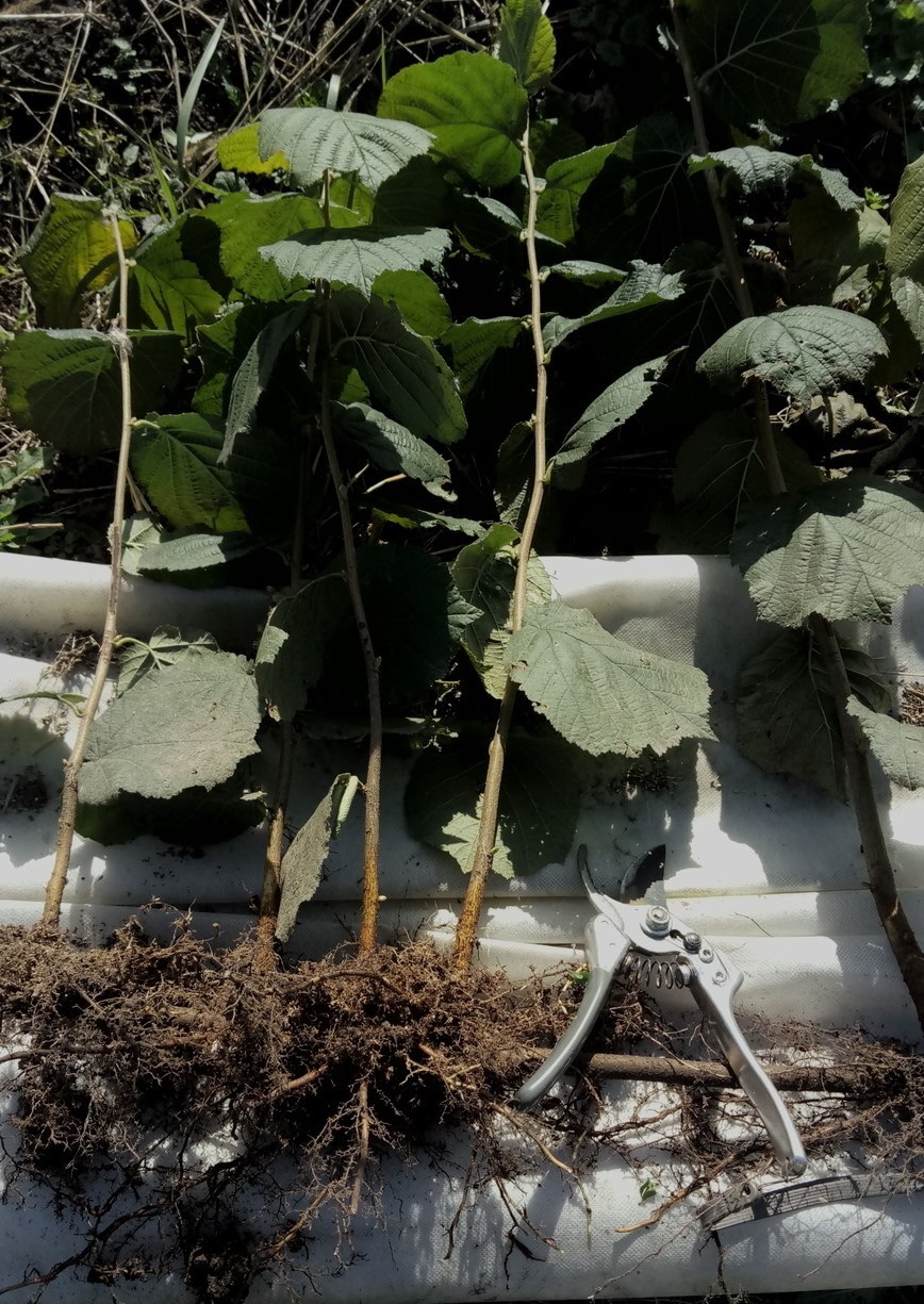 Орешник размножение отводками