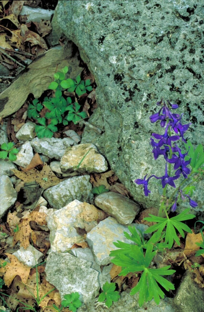 Живокость Полевая (шпорник)