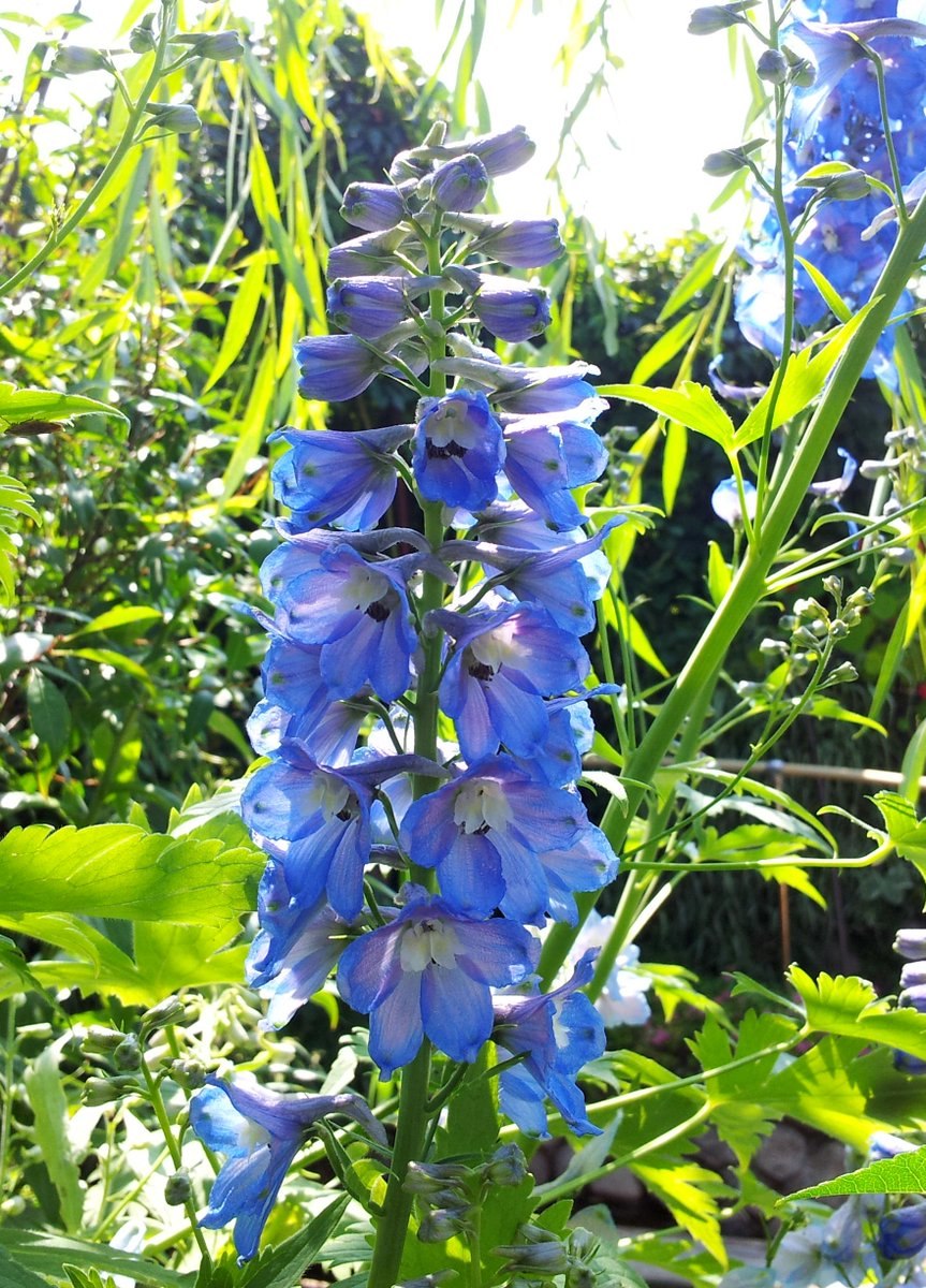 Дикий дельфиниум живокость