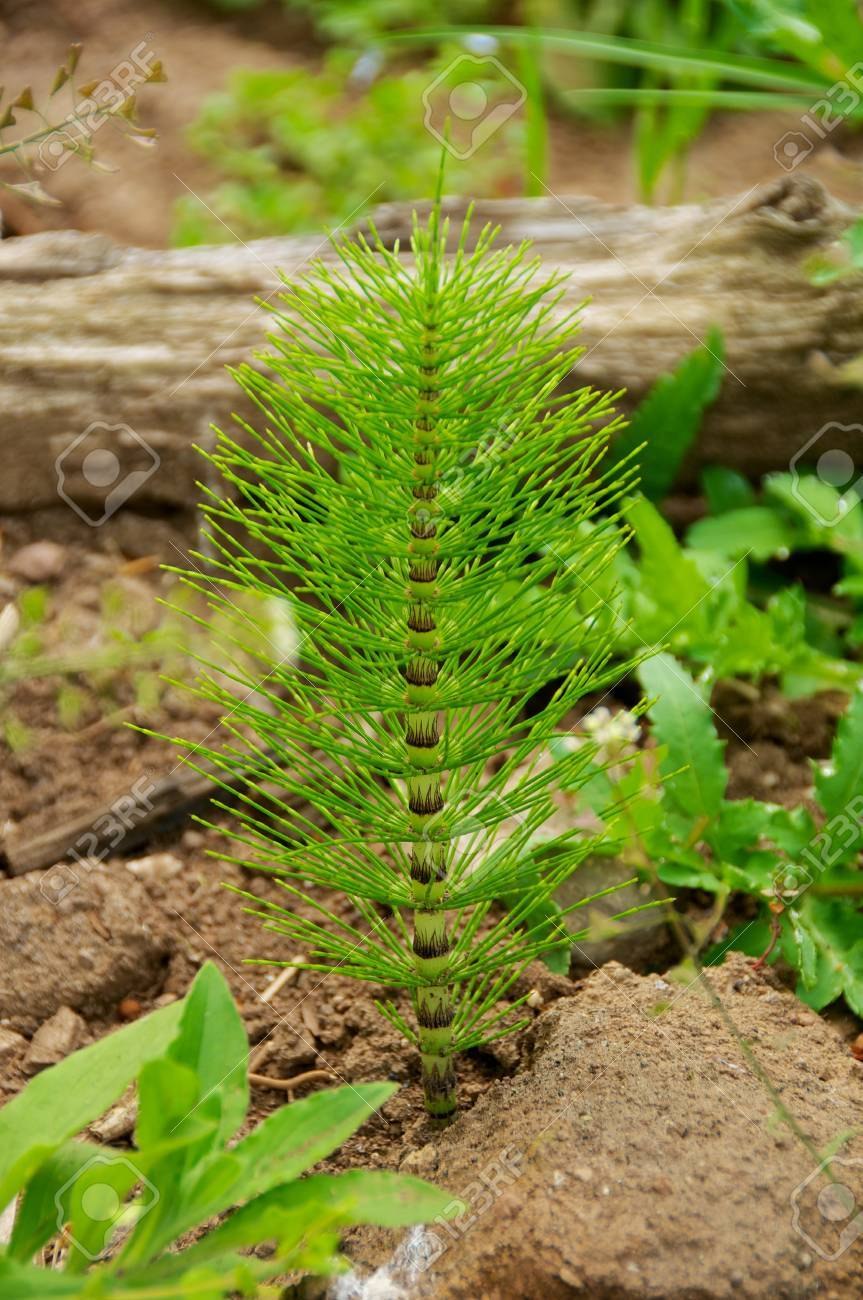 Хвощ полевой и Луговой