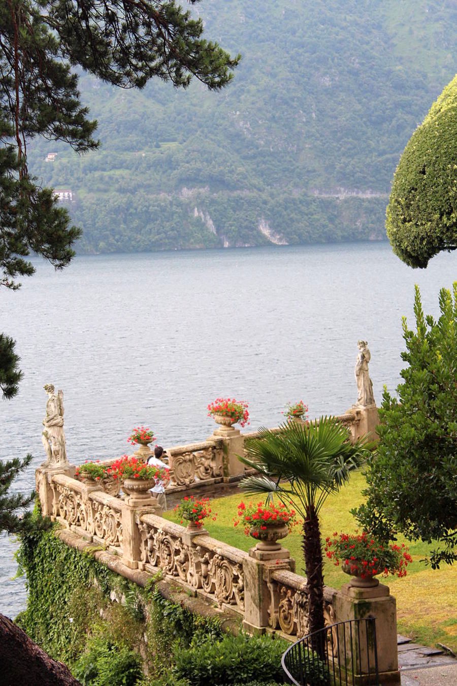 Вечнозеленый дуб каменный (Quercus Ilex)