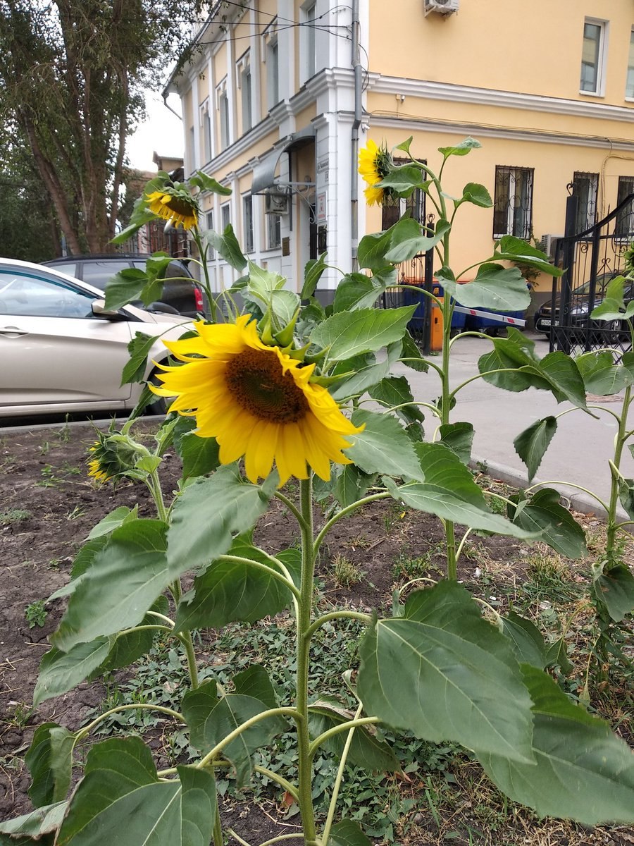 Коломенское Подсолнухи