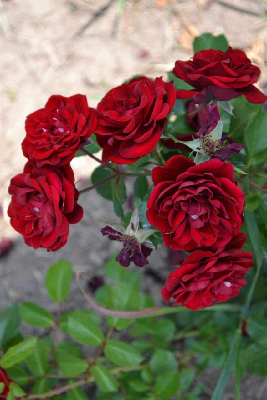 Роза флорибунда Торнадо