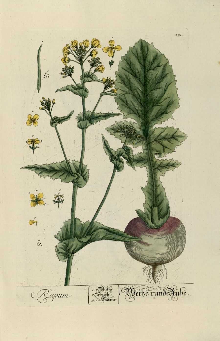 Крестоцветные растения брюква