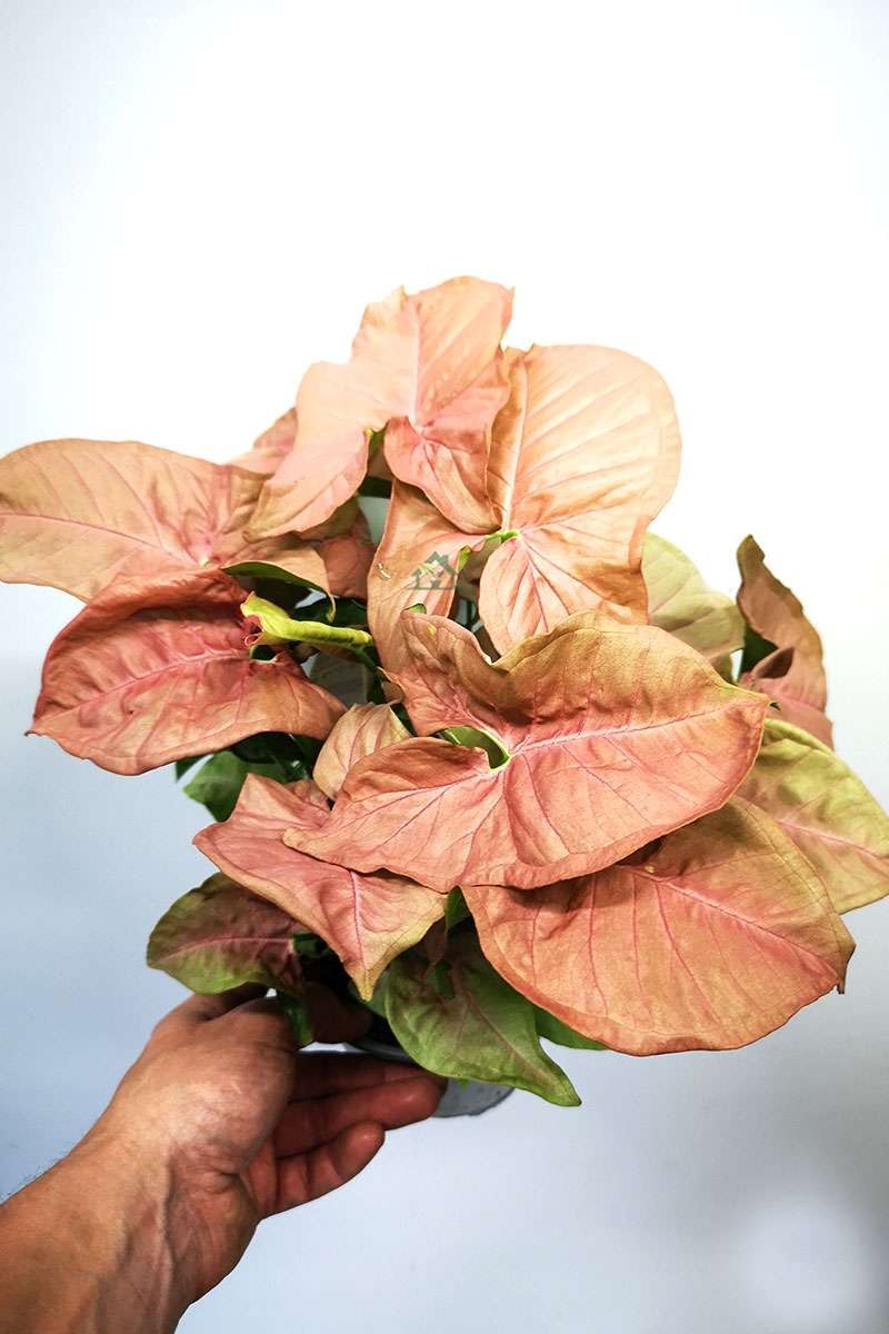 Сингониум йеллоу пинк