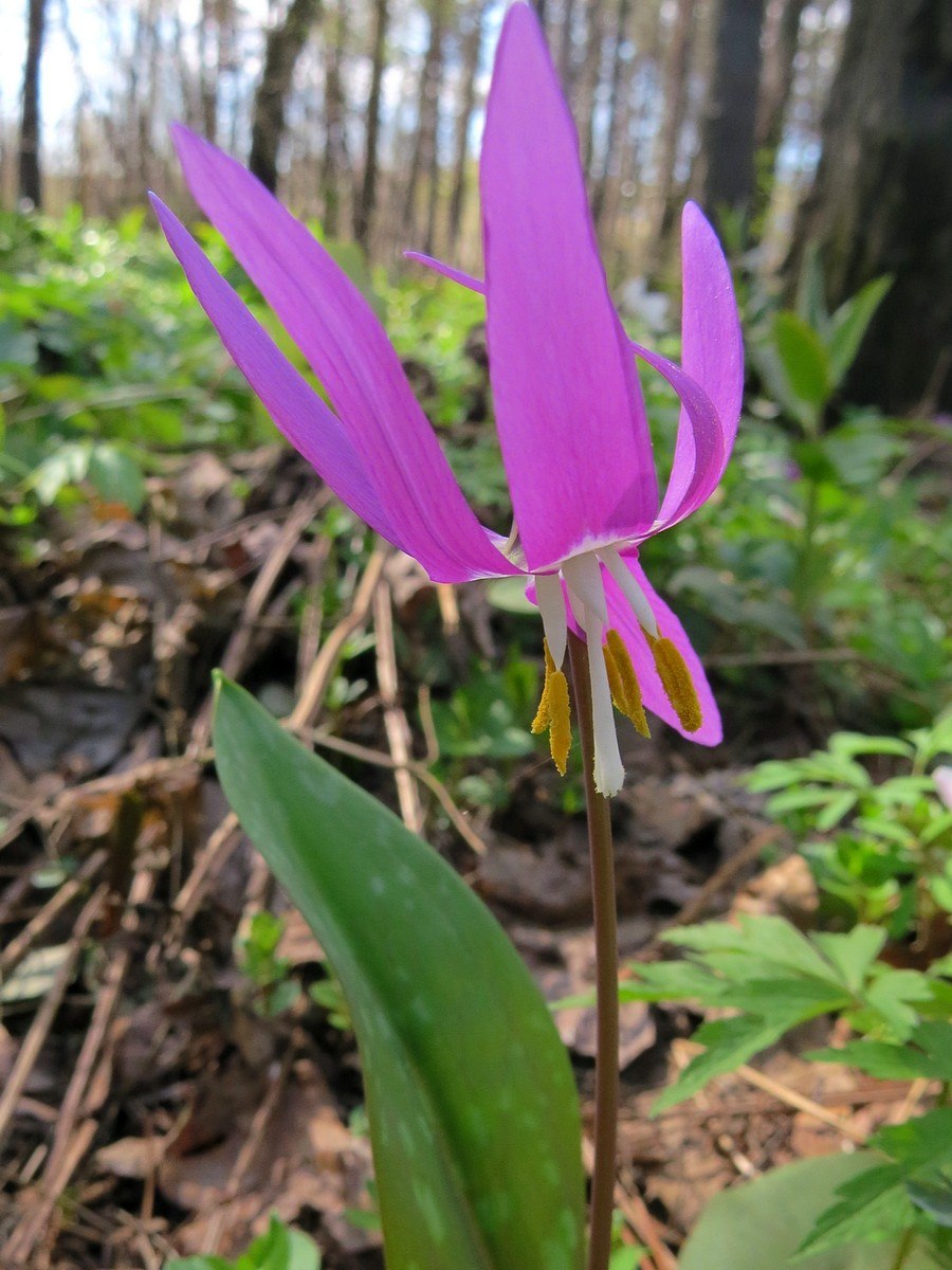 Кандык эритрониум Сибирский