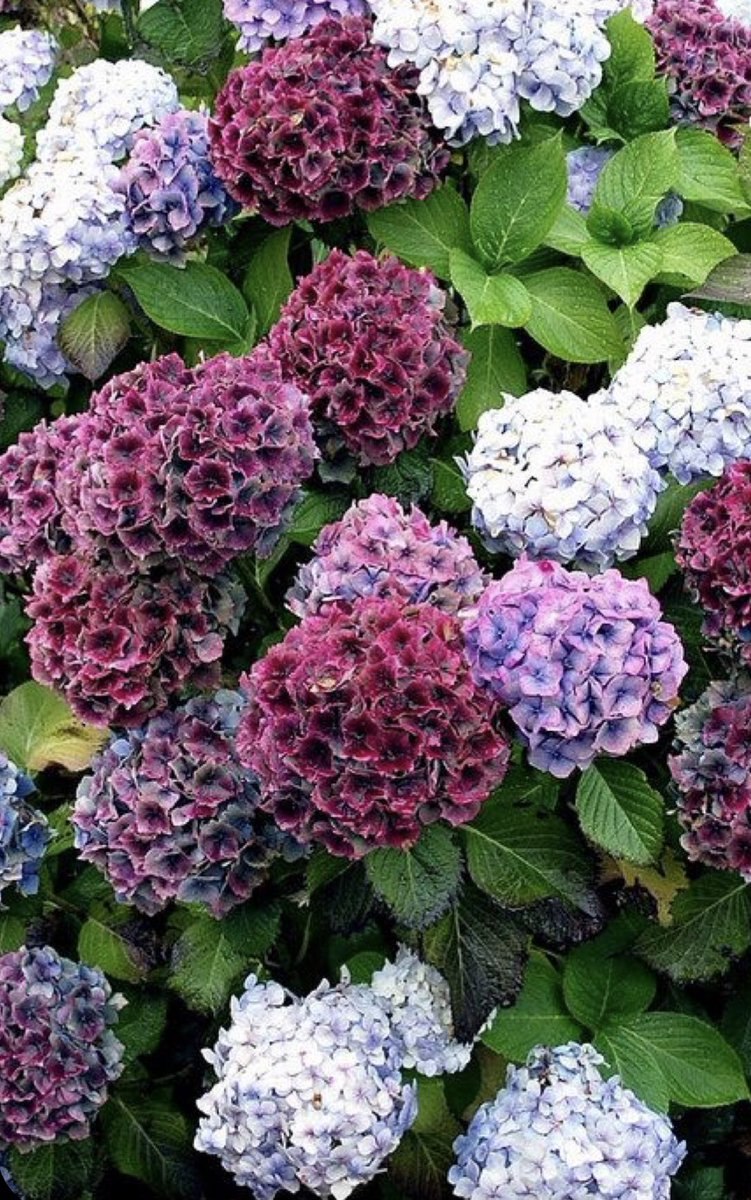 Гортензия трехцветная