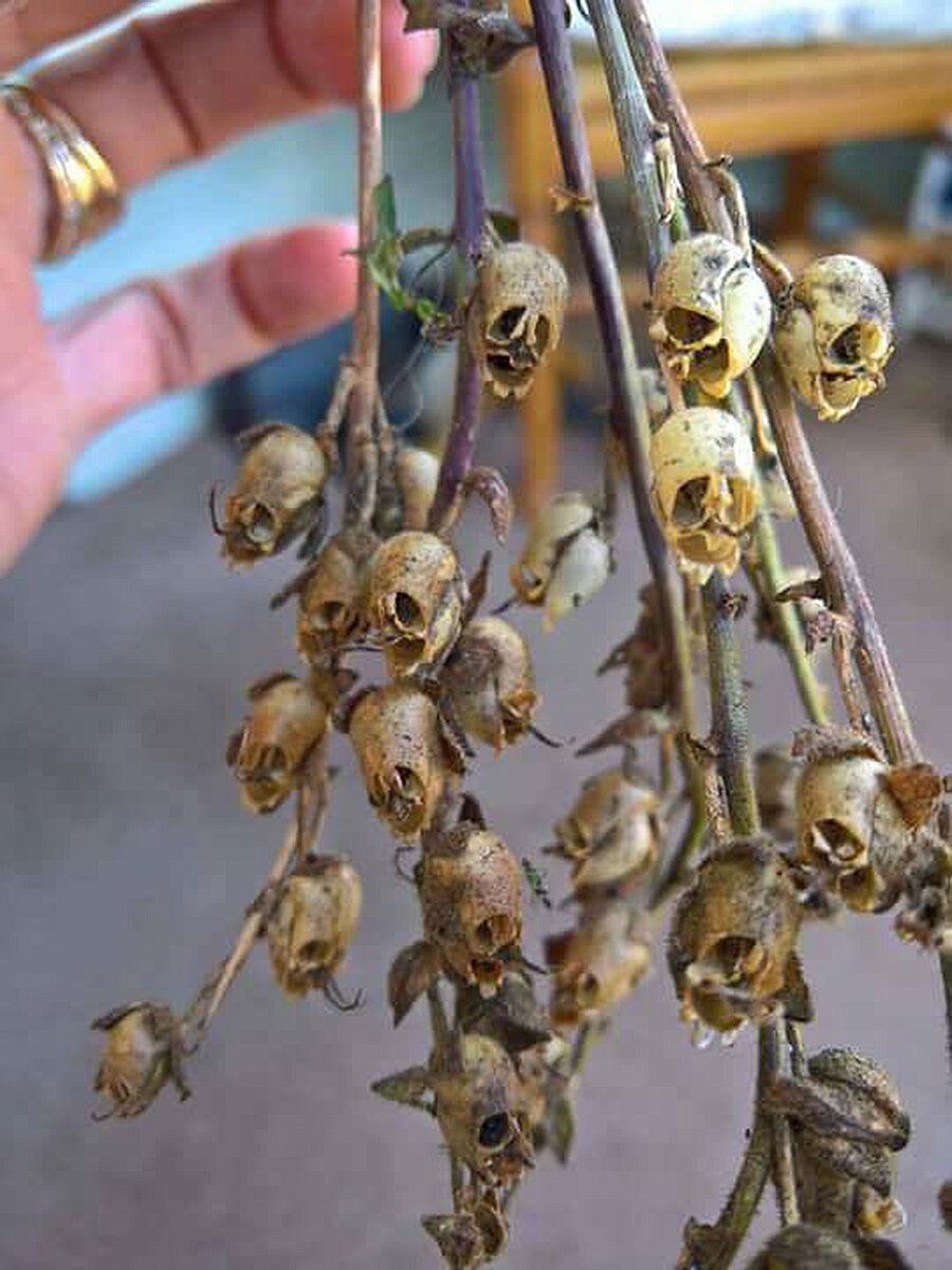 Семянка львиного зева (Antirrhinum)